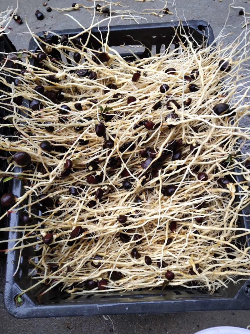 油茶苗