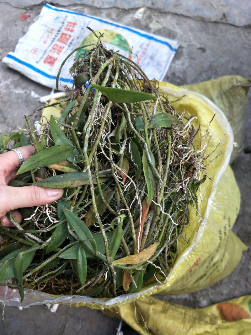 铁皮石斛