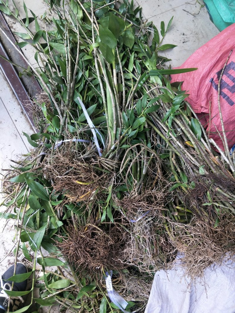 铁皮石斛
