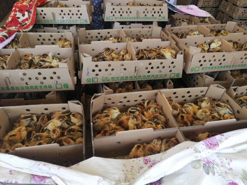 良凤花鸡苗出壳苗快大型