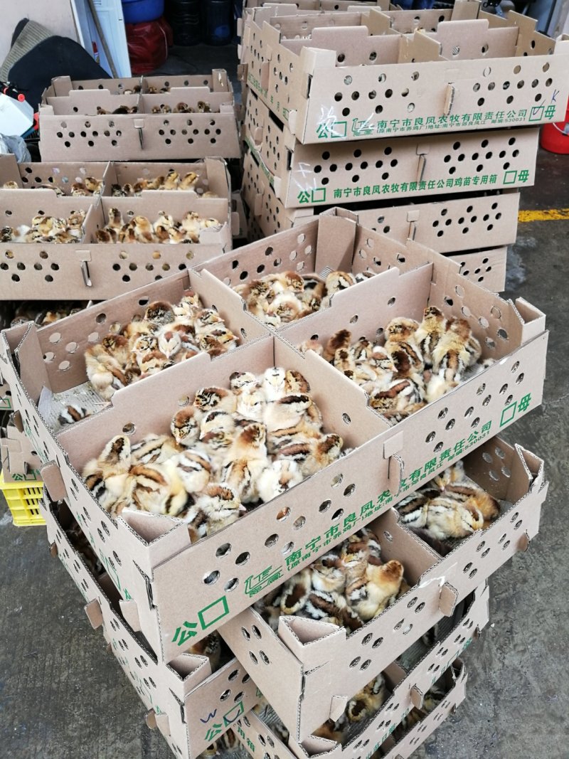 良凤花鸡苗出壳苗快大型