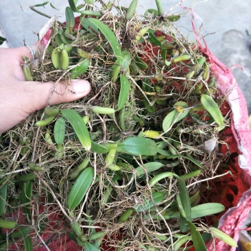单叶小果石橄榄