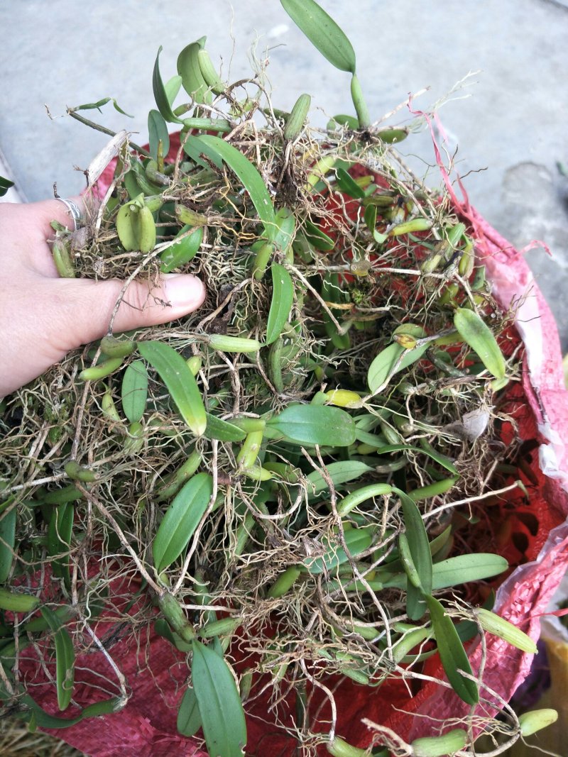 单叶小果石橄榄