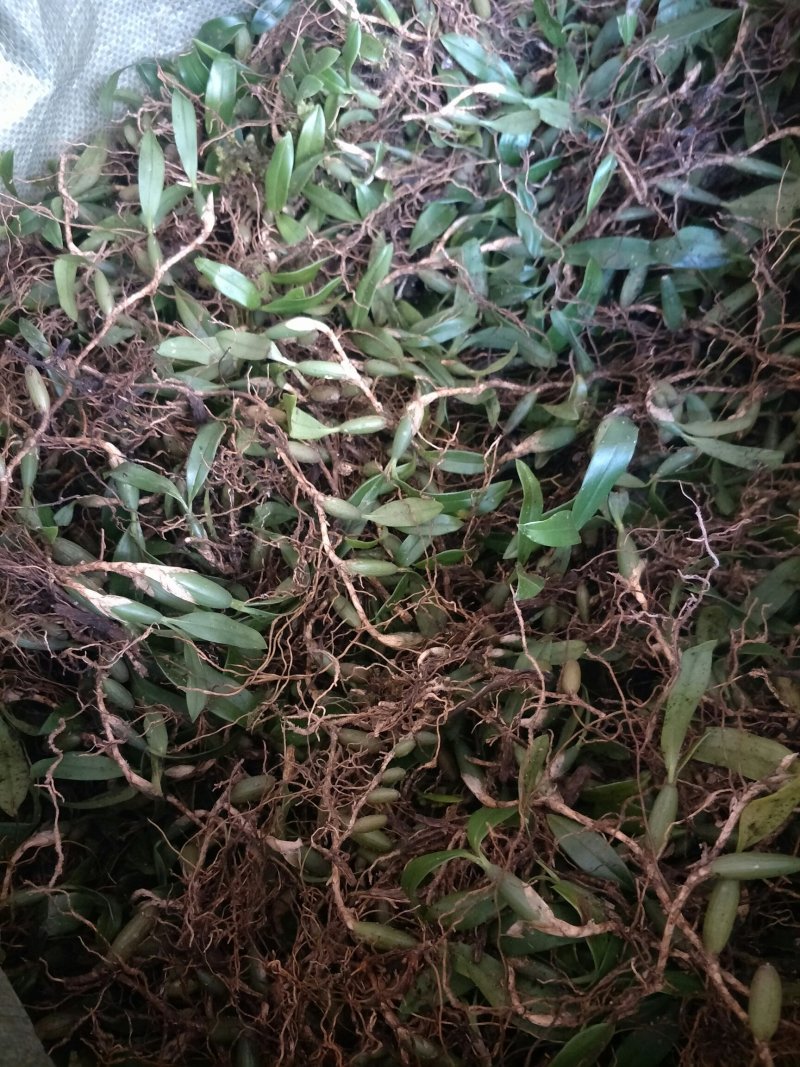 双叶石橄榄