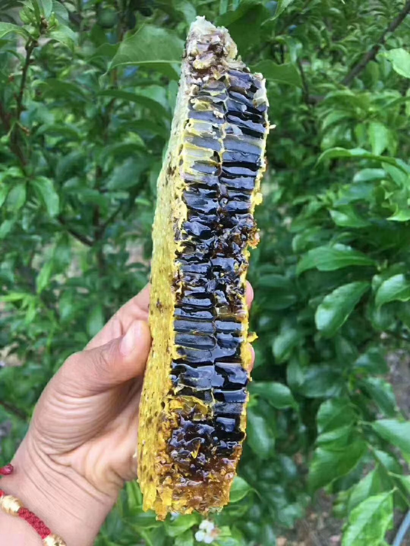 米团花缅甸黑晶蜜黑蜂蜜黑蜜