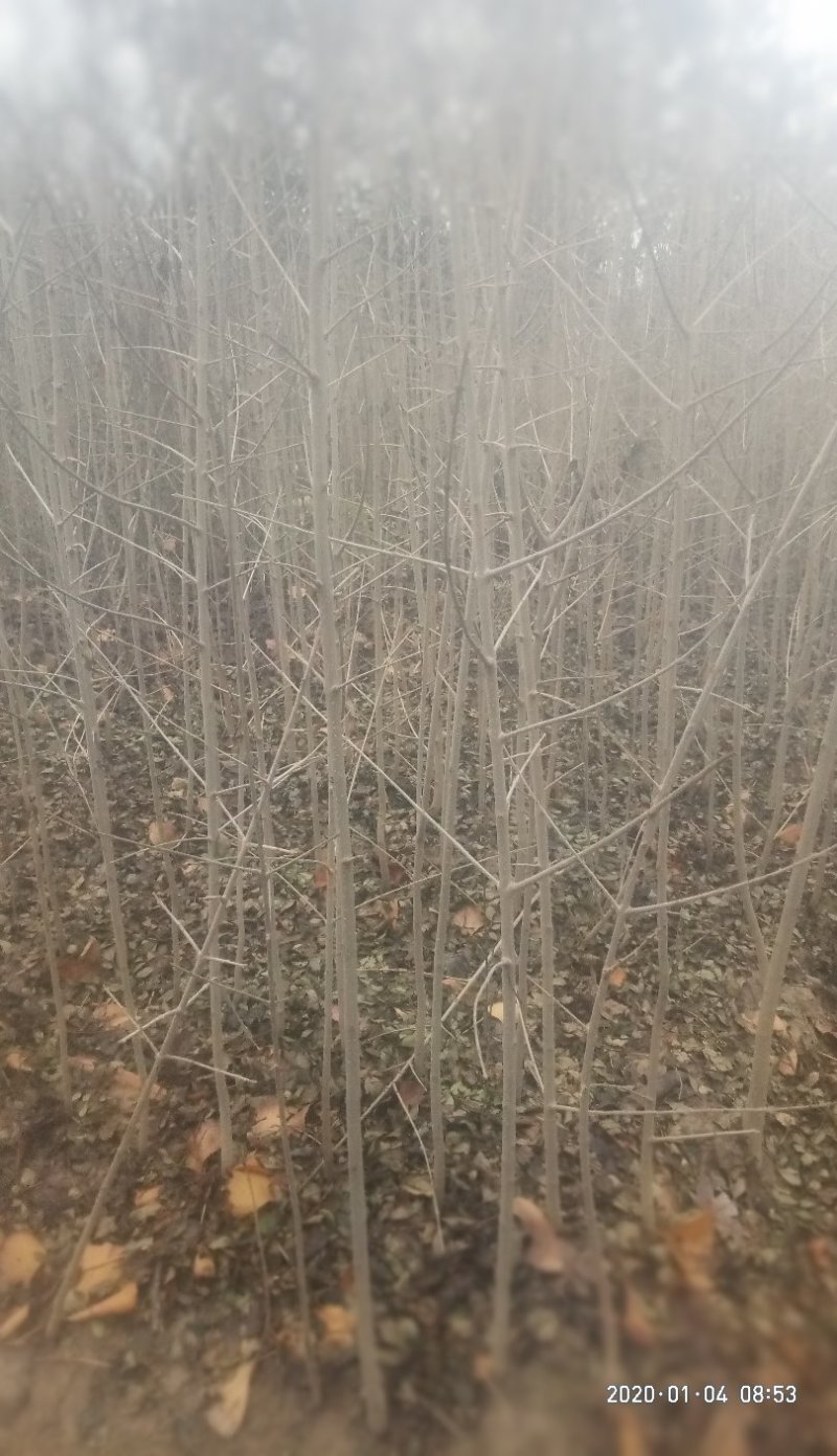 湖北金品对节白蜡苗大量供应