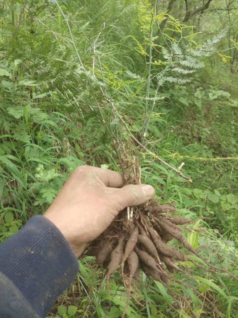 天冬苗天冬种苗天冬种子中药材种植大天门冬苗大量出售