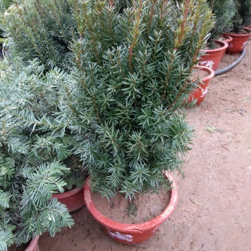 红豆杉杯苗一至多年生曼地亚红豆杉盆栽地栽规格可选