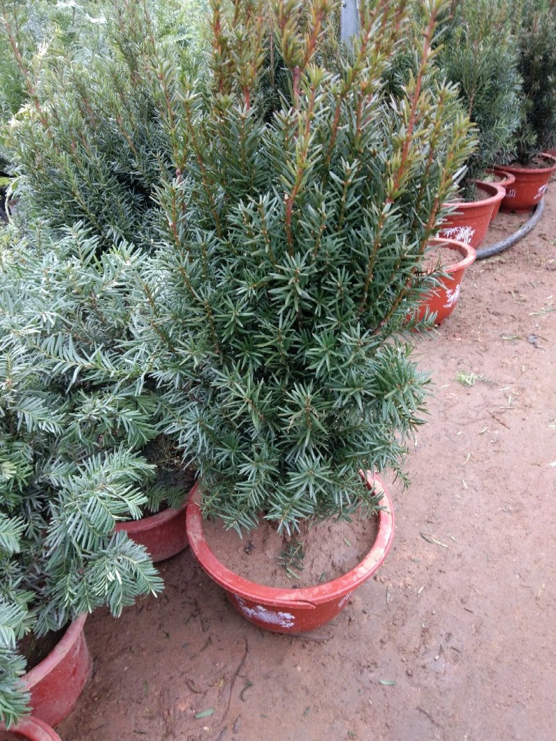 红豆杉杯苗一至多年生曼地亚红豆杉盆栽地栽规格可选