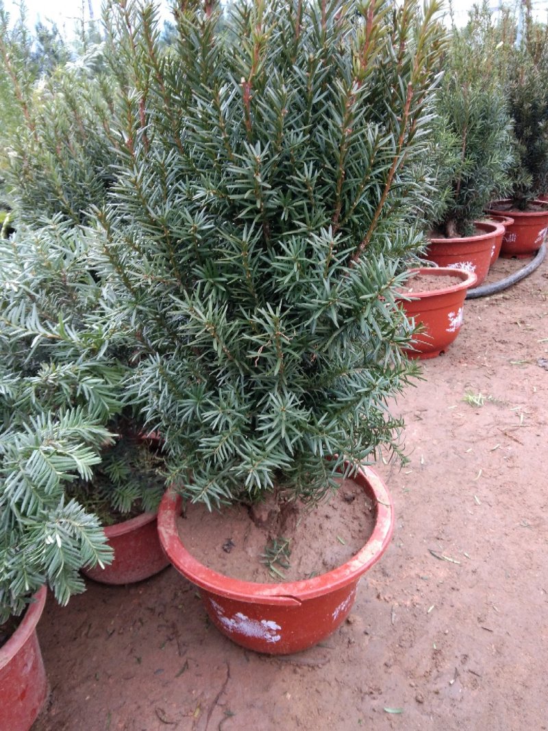红豆杉杯苗一至多年生曼地亚红豆杉盆栽地栽规格可选