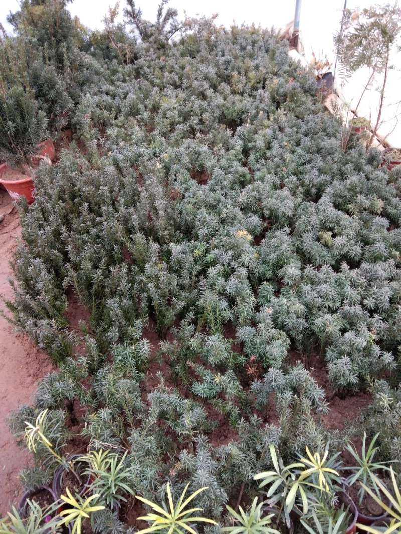 红豆杉杯苗一至多年生曼地亚红豆杉盆栽地栽规格可选