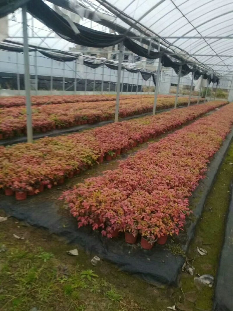 火焰红天竹火焰南天竹营养杯苗，扦插苗规格齐全