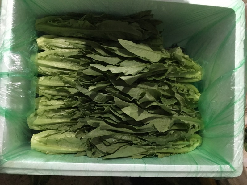 油麦菜