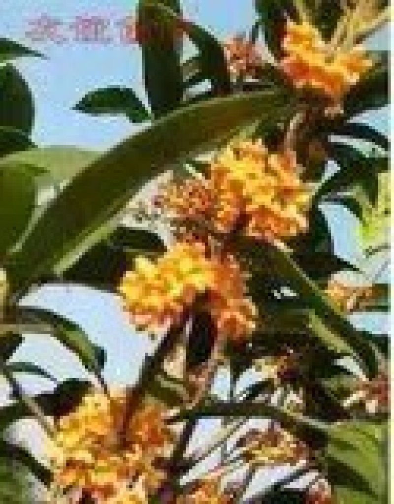 桂花嫁接桂花一至多年生四季桂八月桂朱砂桂品种多规格全