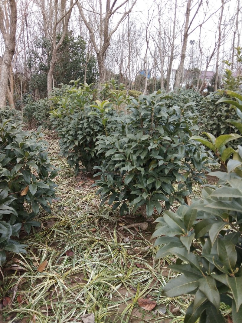 桂花嫁接桂花一至多年生四季桂八月桂朱砂桂品种多规格全