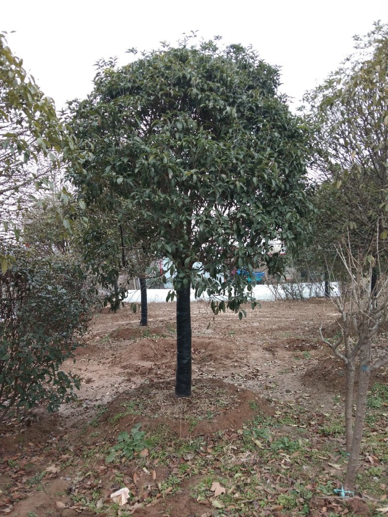 桂花嫁接桂花一至多年生四季桂八月桂朱砂桂品种多规格全