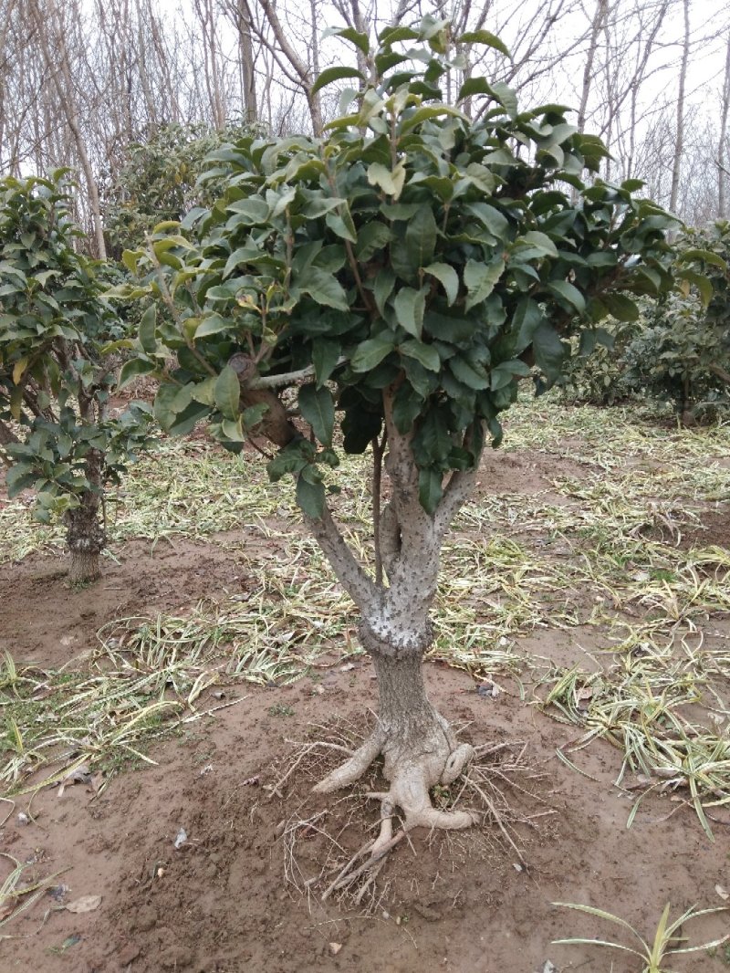 桂花嫁接桂花一至多年生四季桂八月桂朱砂桂品种多规格全