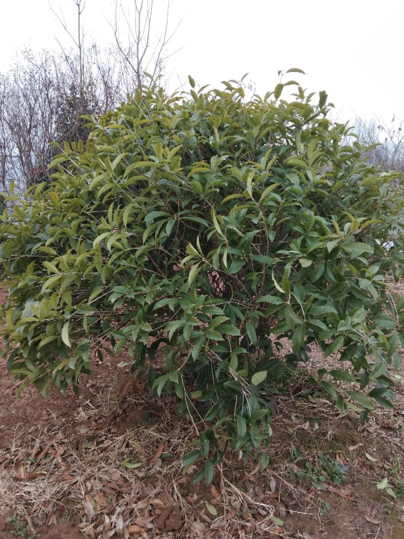 桂花嫁接桂花一至多年生四季桂八月桂朱砂桂品种多规格全