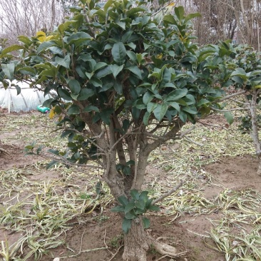 桂花嫁接桂花一至多年生四季桂八月桂朱砂桂品种多规格全