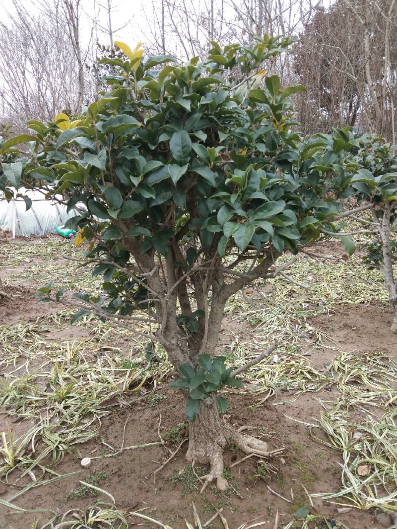 桂花嫁接桂花一至多年生四季桂八月桂朱砂桂品种多规格全