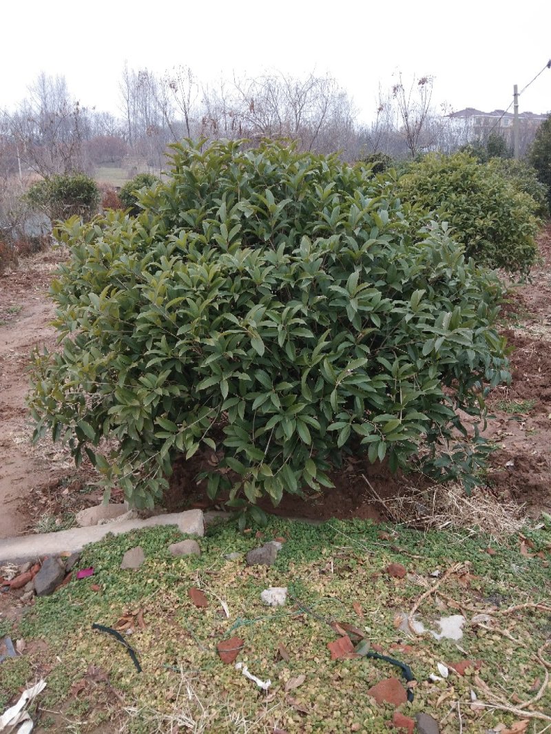 桂花嫁接桂花一至多年生四季桂八月桂朱砂桂品种多规格全