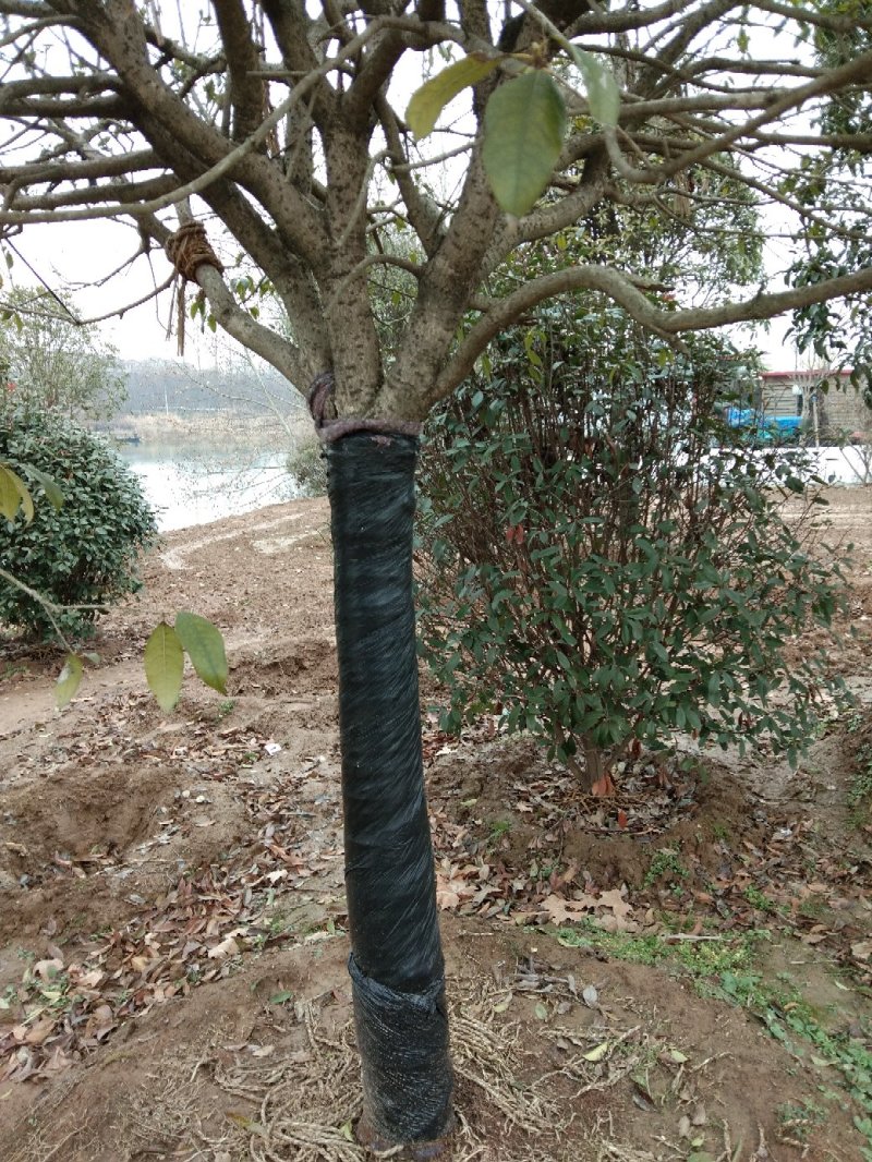 桂花嫁接桂花一至多年生四季桂八月桂朱砂桂品种多规格全