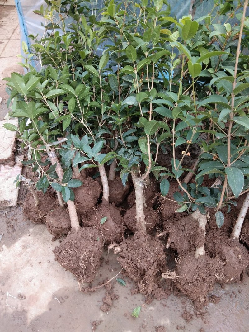 桂花嫁接桂花一至多年生四季桂八月桂朱砂桂品种多规格全