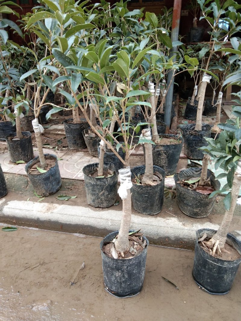 桂花嫁接桂花一至多年生四季桂八月桂朱砂桂品种多规格全