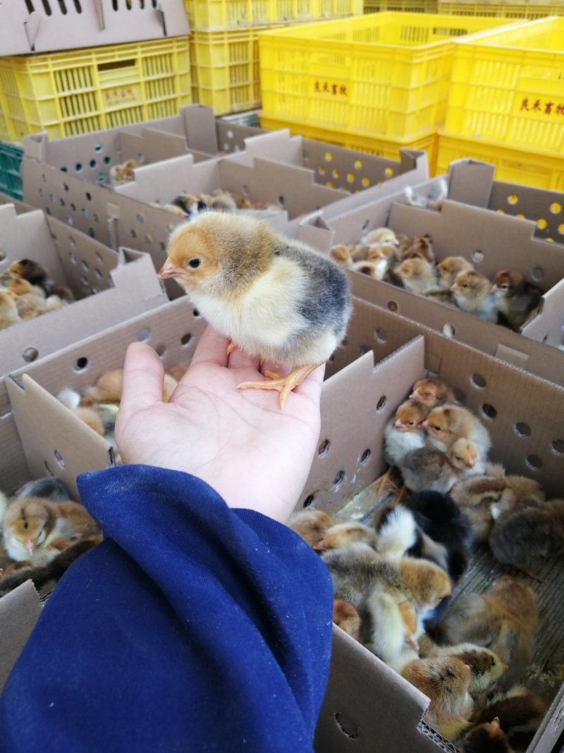 k9鸡苗，出壳苗，已打好疫苗