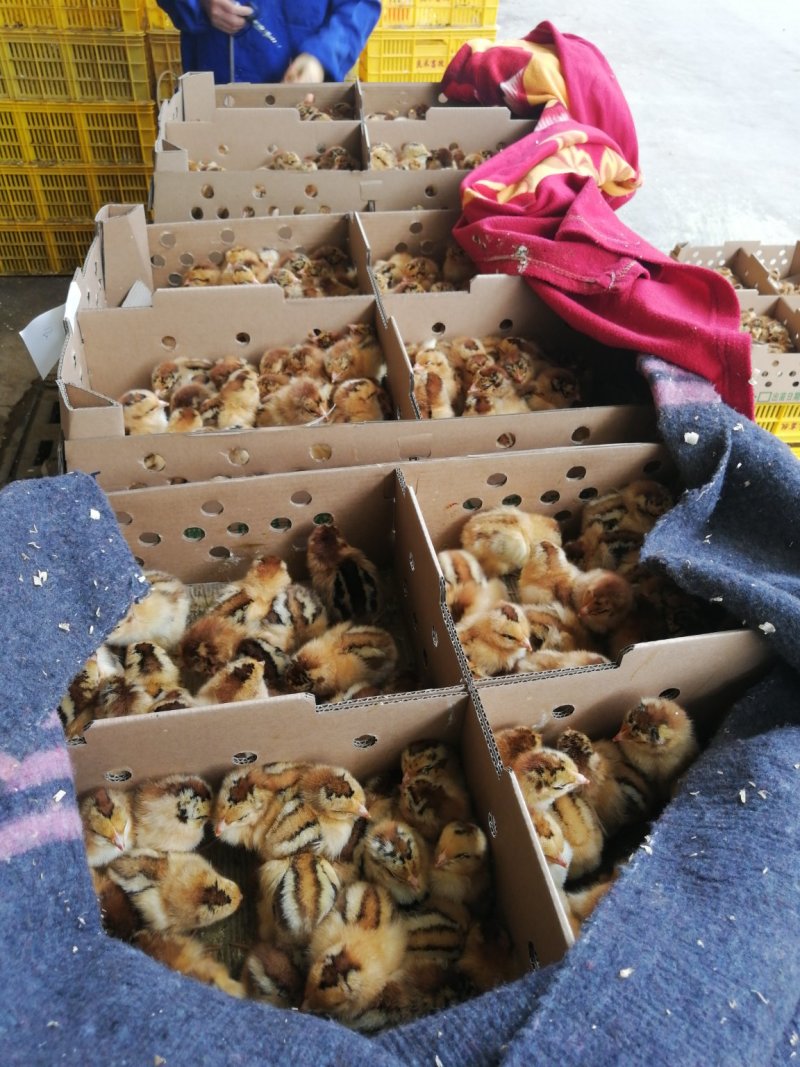 灵山土鸡苗出壳苗