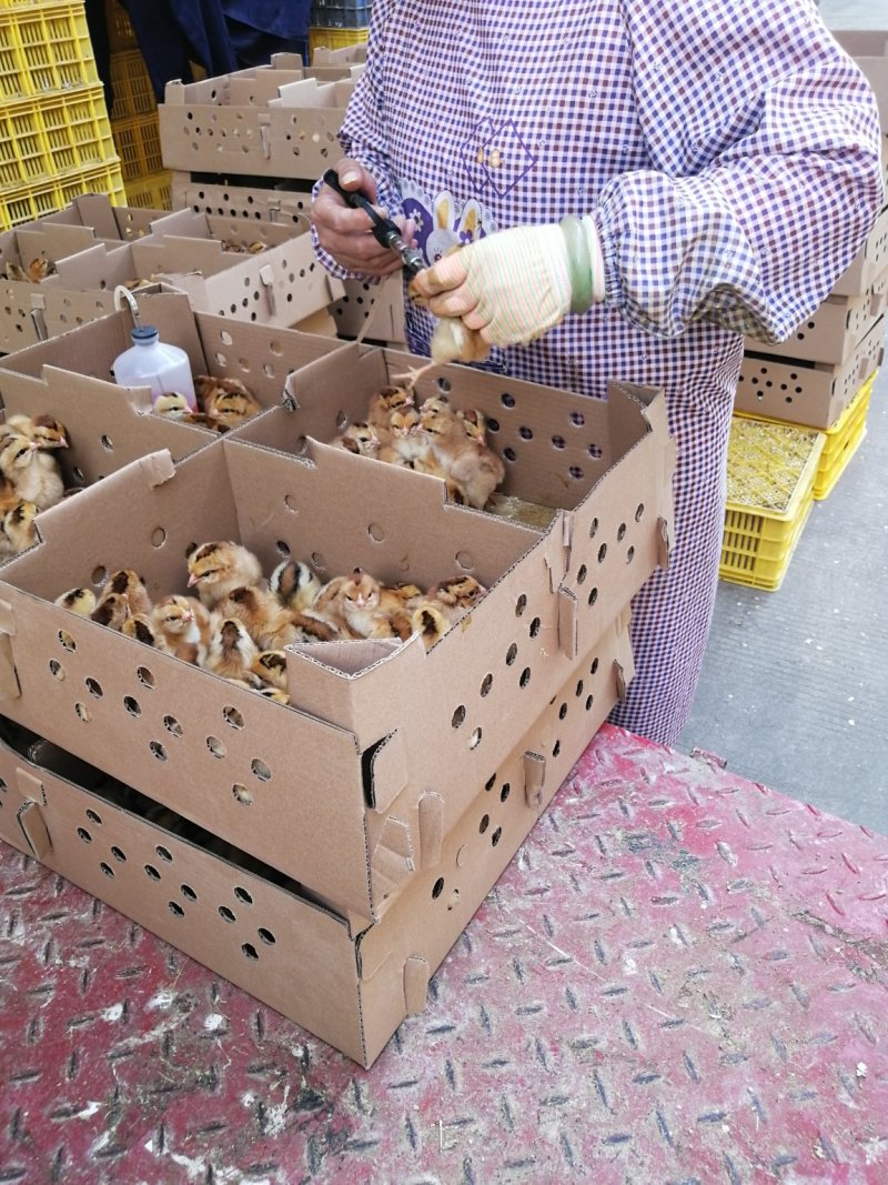 灵山土鸡苗出壳苗