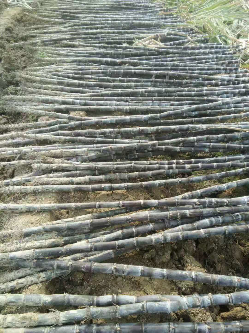 甘蔗