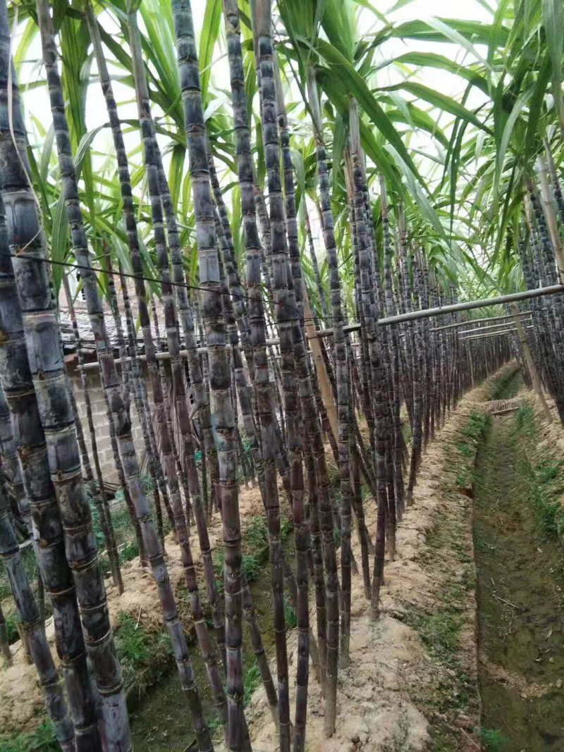 甘蔗