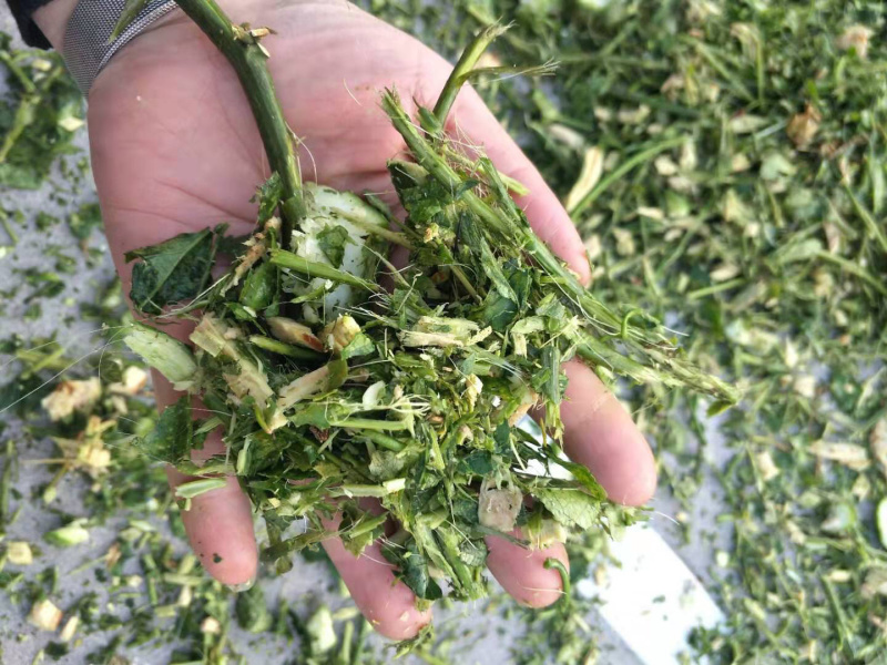 百香果藤，紫百香藤，黄金百香果藤，干藤，