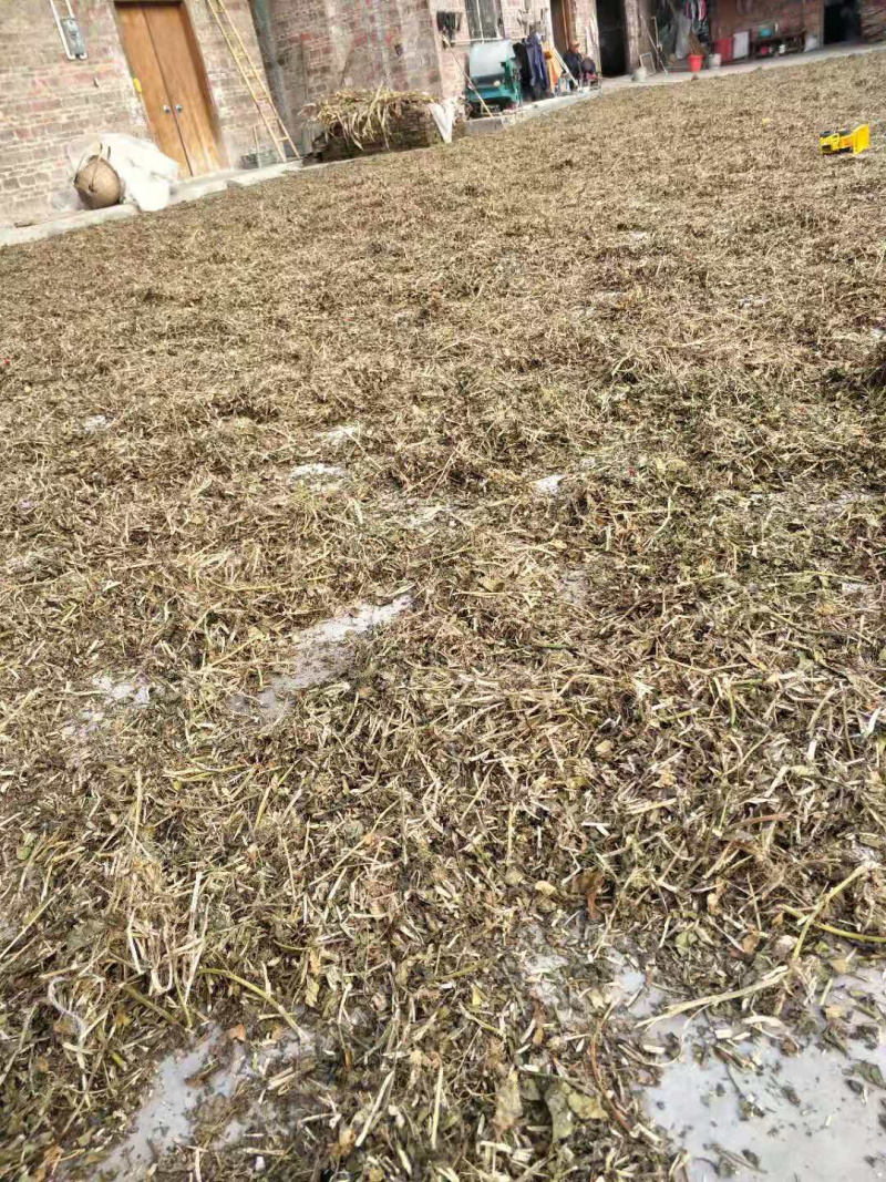 百香果藤，紫百香藤，黄金百香果藤，干藤，