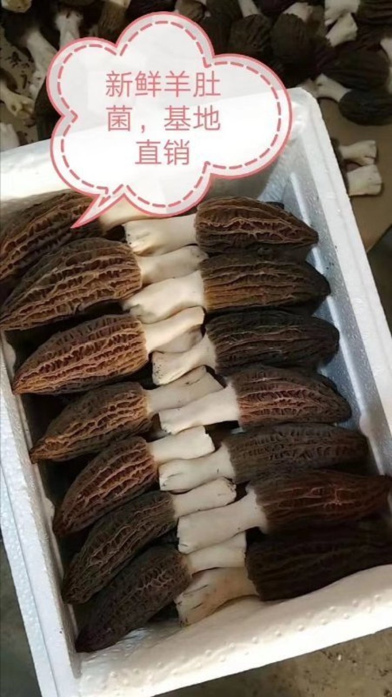 羊肚菌鲜货