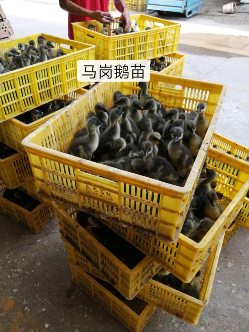 马冈鹅苗出壳苗肉质好