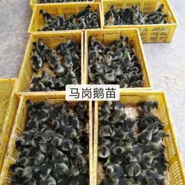 马冈鹅苗出壳苗肉质好
