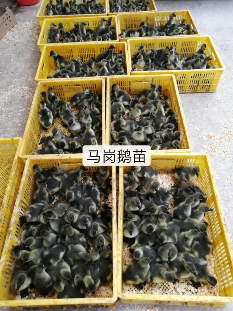 马冈鹅苗出壳苗肉质好