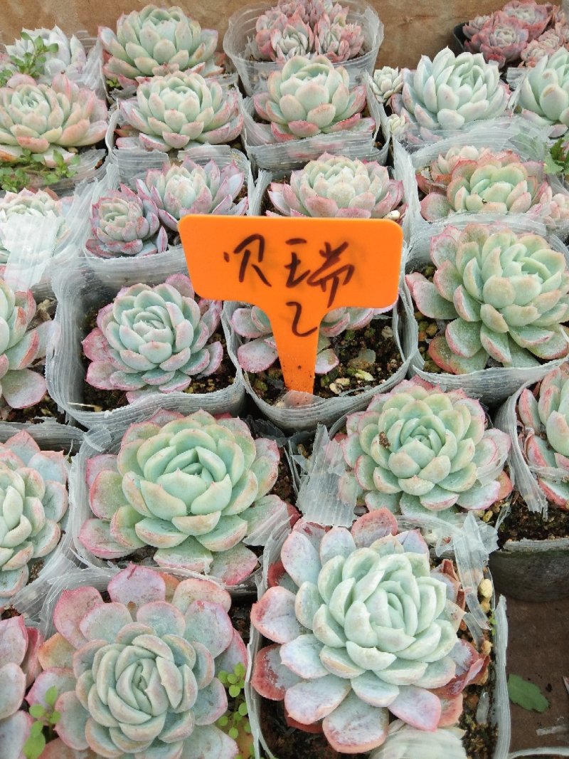 多肉植物品种繁多自家培育销售杯苗一至多年生齐全