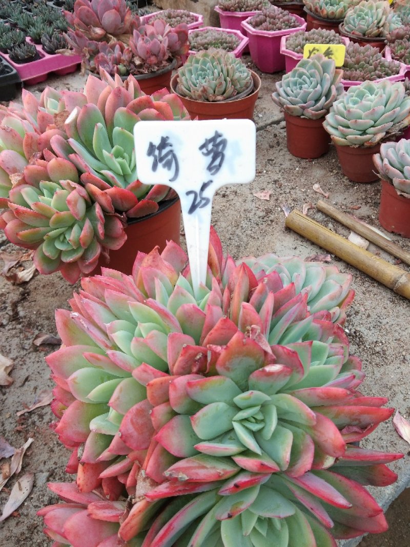 多肉植物品种繁多自家培育销售杯苗一至多年生齐全