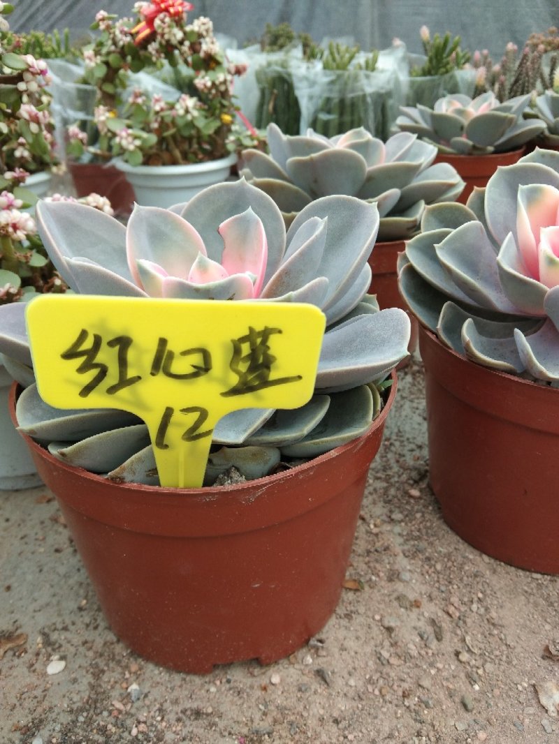 多肉植物品种繁多自家培育销售杯苗一至多年生齐全