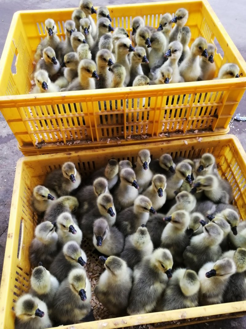 狮头鹅苗出壳苗肉质鲜嫩