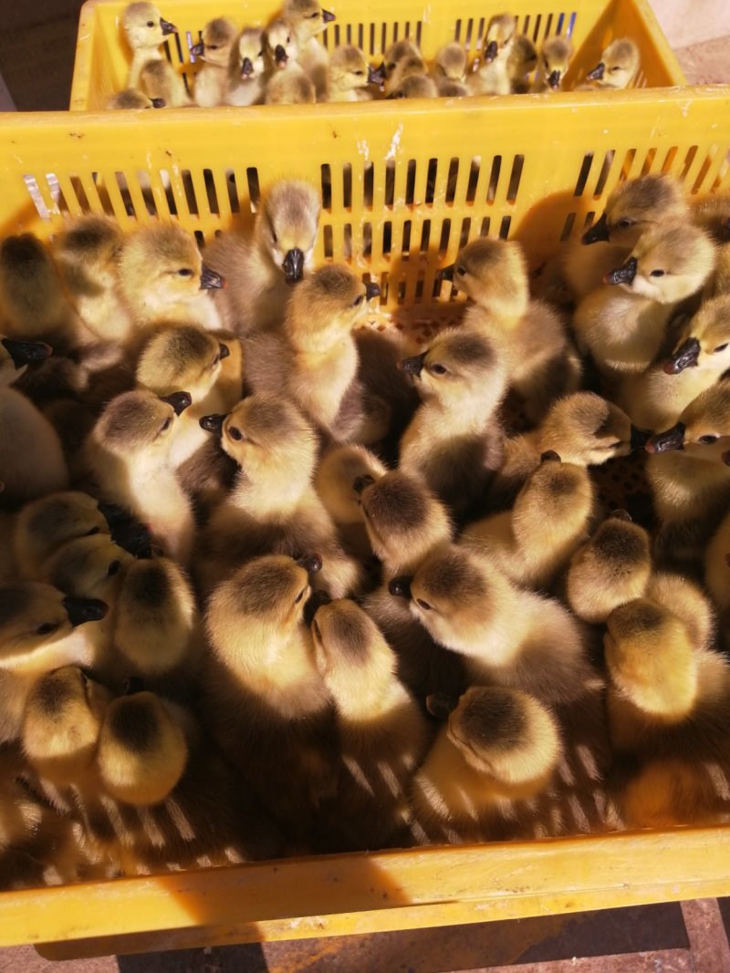 狮头鹅苗出壳苗肉质鲜嫩