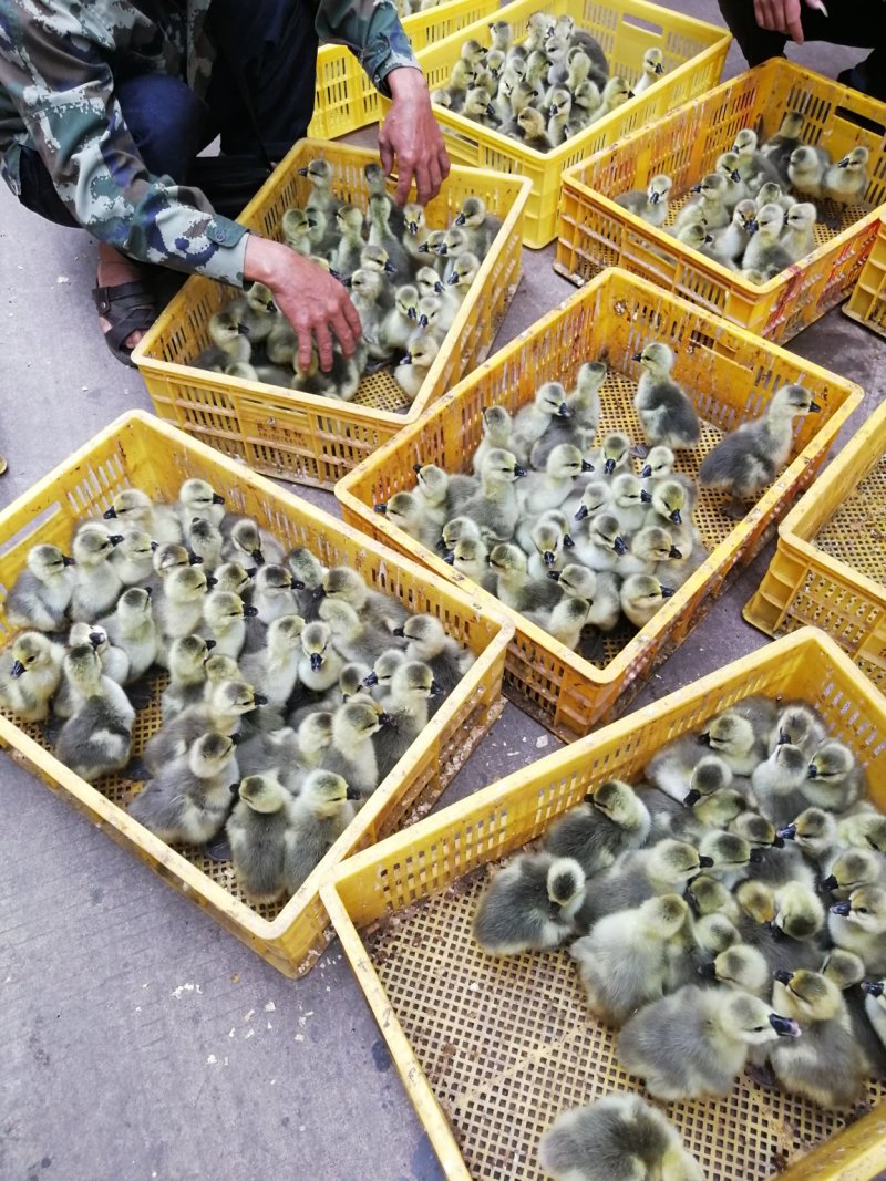 狮头鹅苗出壳苗肉质鲜嫩