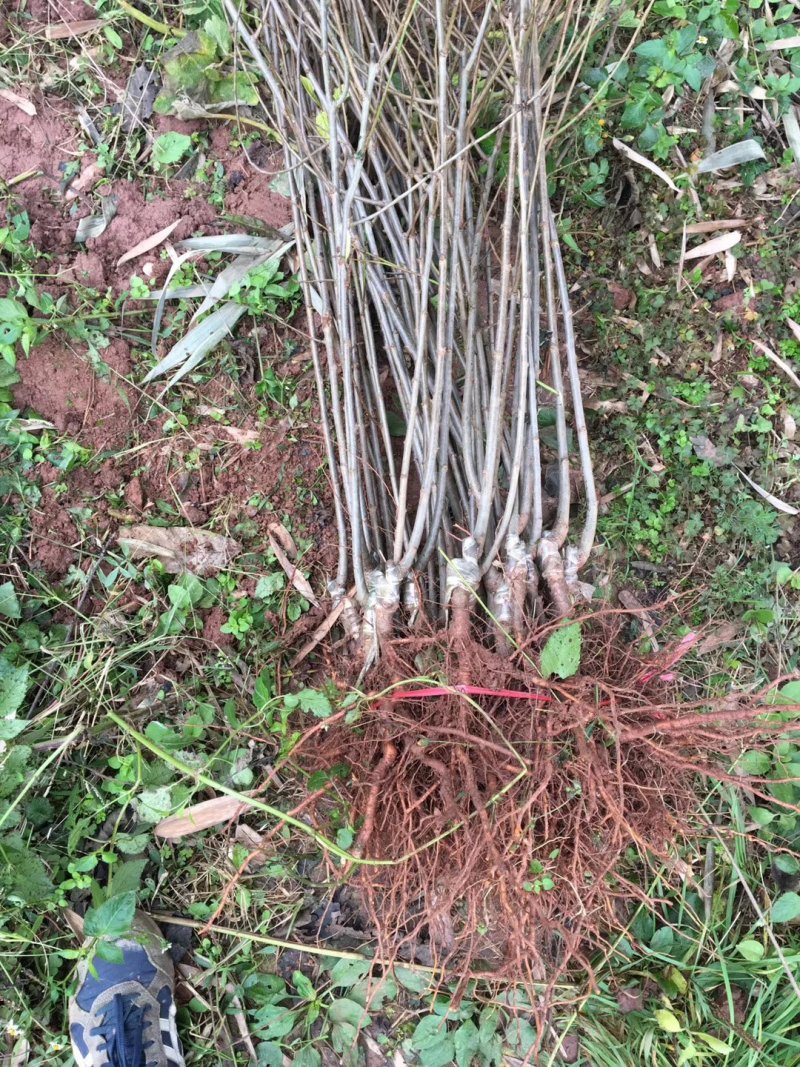 西梅李苗，恐龙蛋李苗，现挖现发，品质保证。量大价优