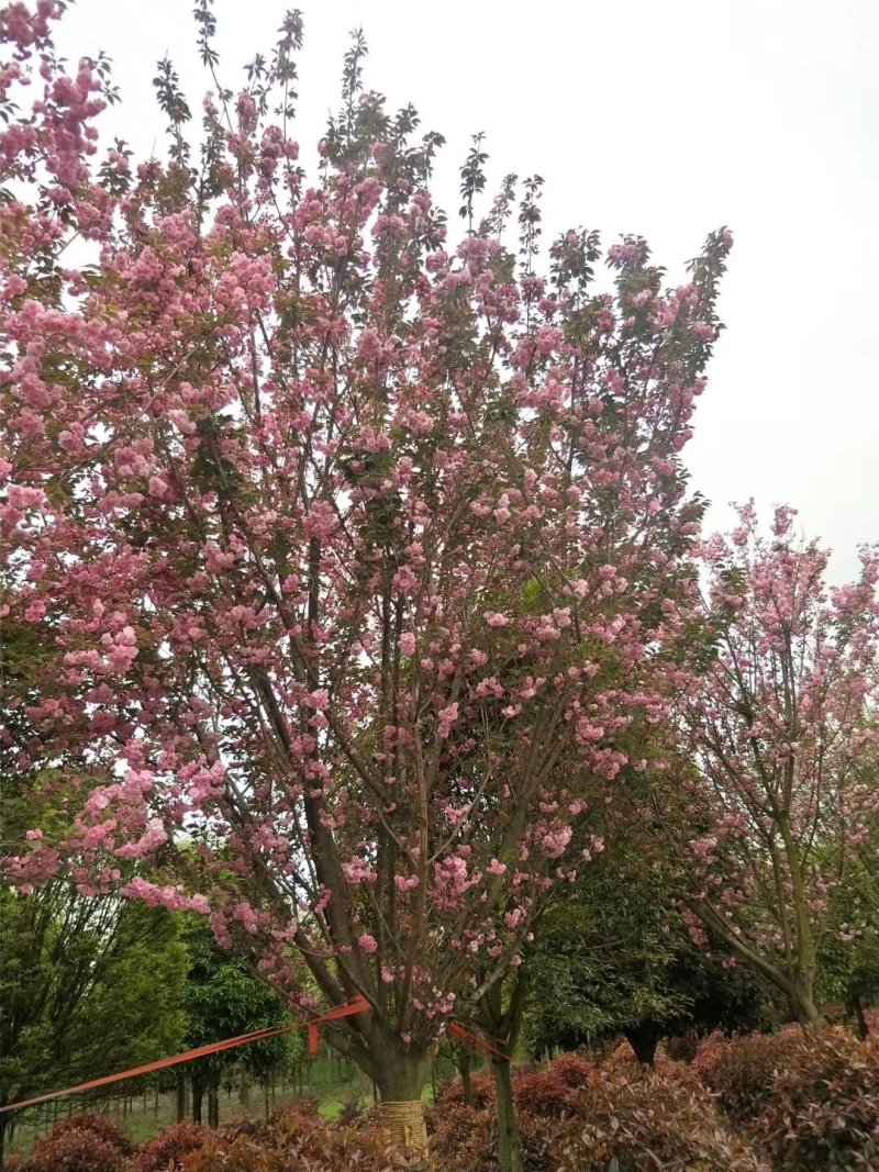 樱花，日本晚樱，四川樱花基地出售，成都樱花批发价格