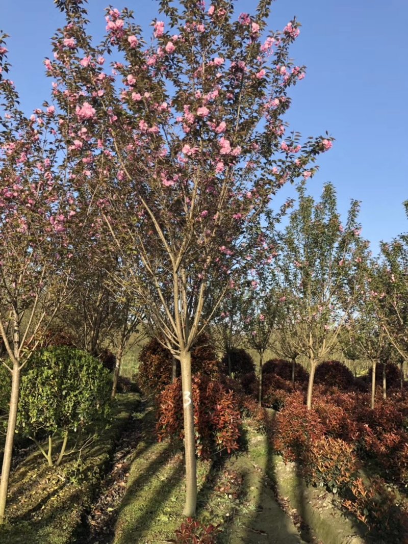 樱花，日本晚樱，四川樱花基地出售，成都樱花批发价格