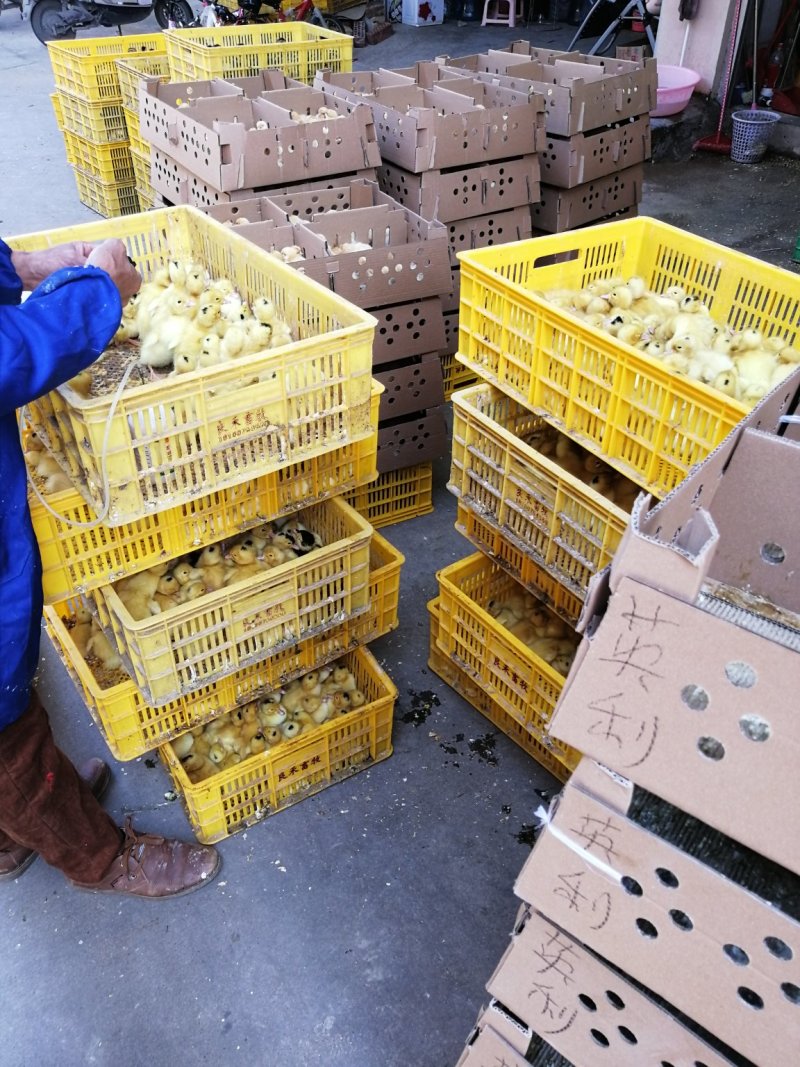 鸭苗一点头m18鸭苗，假西洋鸭，白木鸭苗，骡鸭苗