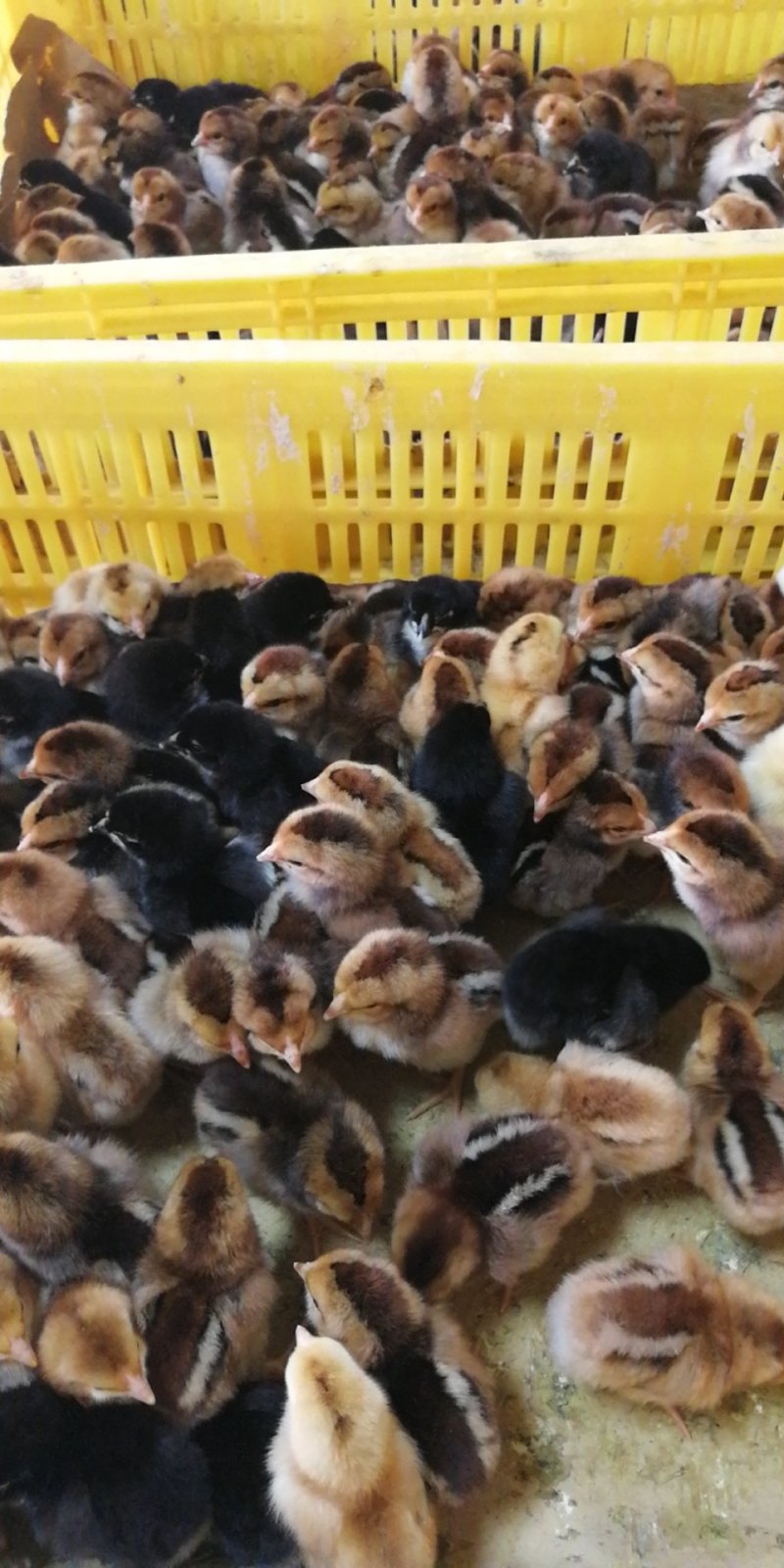 改良杂斗鸡苗，出壳苗，已打好疫苗